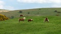 wild Dartmoor Ponies in National park, Devon UK Royalty Free Stock Photo