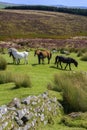 Wild Dartmoor Pony on Dartmoor - Devon - United Kingdom