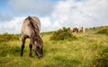 Wild Dartmoor pony grazing on grass Royalty Free Stock Photo