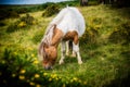 Wild Dartmoor pony grazing on grass Royalty Free Stock Photo