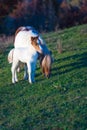 Wild Dartmoor pony