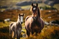 Wild Dartmoor pony, mother and foal