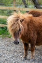 wild Dartmoor Pony in National park, Devon UK Royalty Free Stock Photo