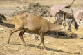 Wild dear in the zoo ,Thailand. Royalty Free Stock Photo