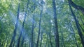 Wild deciduous forest. Forest with sunlight and shadows. Beautiful deep green forest gleaming sunbeams woods. Wide shot. Royalty Free Stock Photo