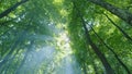 Wild deciduous forest. Forest with sunlight and shadows. Beautiful deep green forest gleaming sunbeams woods. Wide shot. Royalty Free Stock Photo