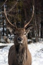 Wild deer