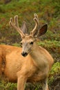 Wild deer Royalty Free Stock Photo