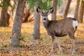 Wild Deer Royalty Free Stock Photo