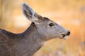 Wild Deer Royalty Free Stock Photo