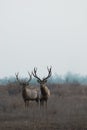 Wild deer Royalty Free Stock Photo