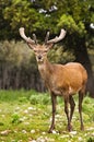 Wild deer Royalty Free Stock Photo