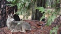 Wild deer with big antlers horns, animal in forest, California wildlife fauna.