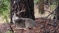 Wild deer with big antlers horns, animal in forest, California wildlife fauna.