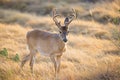 Wild Deer buck Royalty Free Stock Photo