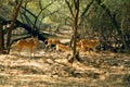 Wild deer in the bushes