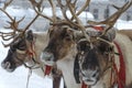 Wild deer close-up Royalty Free Stock Photo