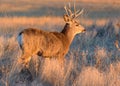 Mule Deer Buck Greets The Sun - Wild Deer on the High Plains of Royalty Free Stock Photo