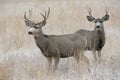 Wild Deer on the High Plains of Colorado - Two Mule Deer Bucks i Royalty Free Stock Photo