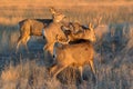 Group of Mule Deer Bucks Waking Up at Sunrise - Wild Deer on the Royalty Free Stock Photo