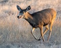 Running Mule Deer Doe - Wild Deer on the High Plains of Colorado Royalty Free Stock Photo