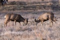 Young Mule Deere Bucks Sparing. Wild Deer on the High Plains of Royalty Free Stock Photo