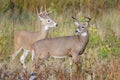 White-tailed Deer Bucks On The Move. Wild Deer on the High Plains of Colorado Royalty Free Stock Photo