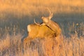 Wild Deer on the High Plains of Colorado Royalty Free Stock Photo