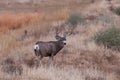 Wild Deer on the High Plains of Colorado