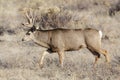 Wild Deer on the High Plains of Colorado