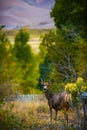 Wild Deer Colorado Wildlife