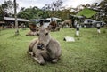 Wild deer come out to the tent site to find food scraps from tourists in Khao Yai National Park, Thailand