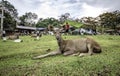 Wild deer come out to the tent site to find food scraps from tourists in Khao Yai National Park, Thailand