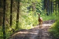 wild deer crossing a secluded forest cycling trail