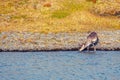 Reindeer drinks water from the river