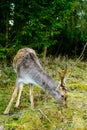 Wild deer eating grass Royalty Free Stock Photo