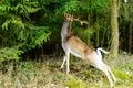 Wild deer eating leaves Royalty Free Stock Photo