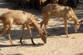 Wild deer eating in their enclosure at the ho chi minh city zoo