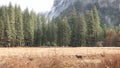 Wild deer family grazing, meadow in Yosemite valley, California wildlife fauna.