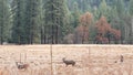 Wild deer family grazing, meadow in Yosemite valley, California wildlife fauna.