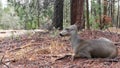 Wild deer family, Yosemite forest, California wildlife fauna, Doe, fawn or hind. Royalty Free Stock Photo