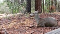 Wild deer family, Yosemite forest, California wildlife fauna, Doe, fawn or hind.