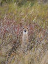 Wild deer Fawn