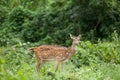 Spotted deer feeding in the grassland forest