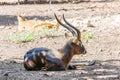 Wild deer have beautiful long horns