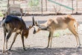 Wild deer have beautiful long horns