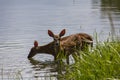 Wild deer having a drink