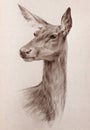 Wild deer head sepia toned pencil drawing