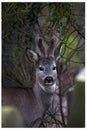 Deer hiding at the graveyard Royalty Free Stock Photo