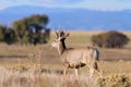 Wild Deer on the High Plains of Colorado Royalty Free Stock Photo